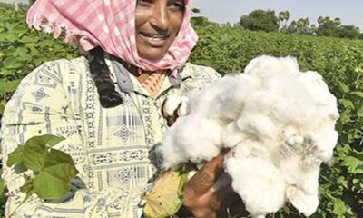 Cotton imports increase despite pressure on Indian cotton prices