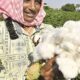 Cotton imports increase despite pressure on Indian cotton prices
