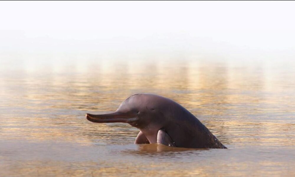 Counting our vulnerable dolphins