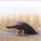 Counting our vulnerable dolphins