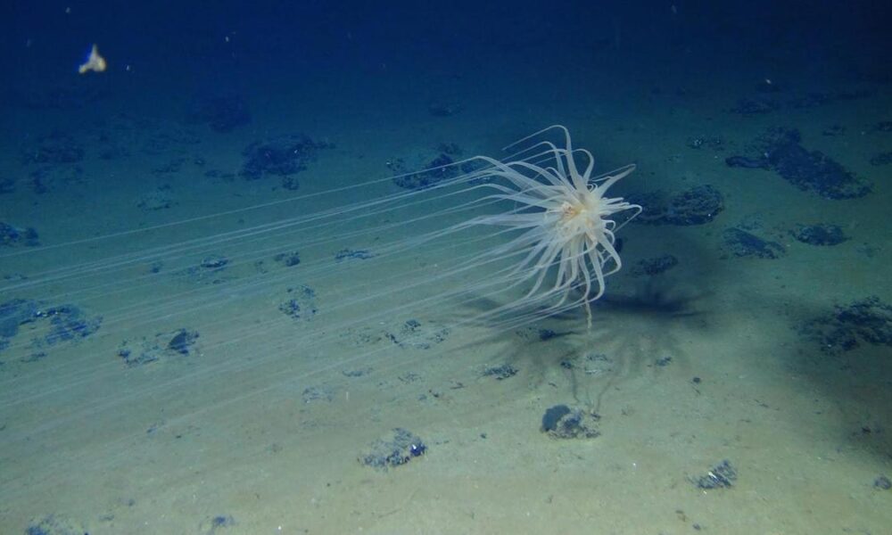 Deep-sea mining threatens sea life by dumping debris in midwater zone
