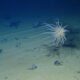 Deep-sea mining threatens sea life by dumping debris in midwater zone