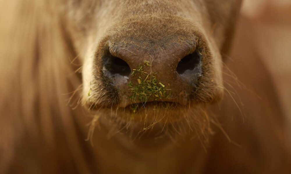 Eat grass-fed beef, help the planet? Research says not so simple