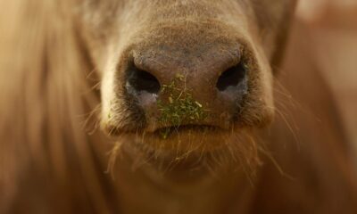 Eat grass-fed beef, help the planet? Research says not so simple