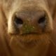 Eat grass-fed beef, help the planet? Research says not so simple