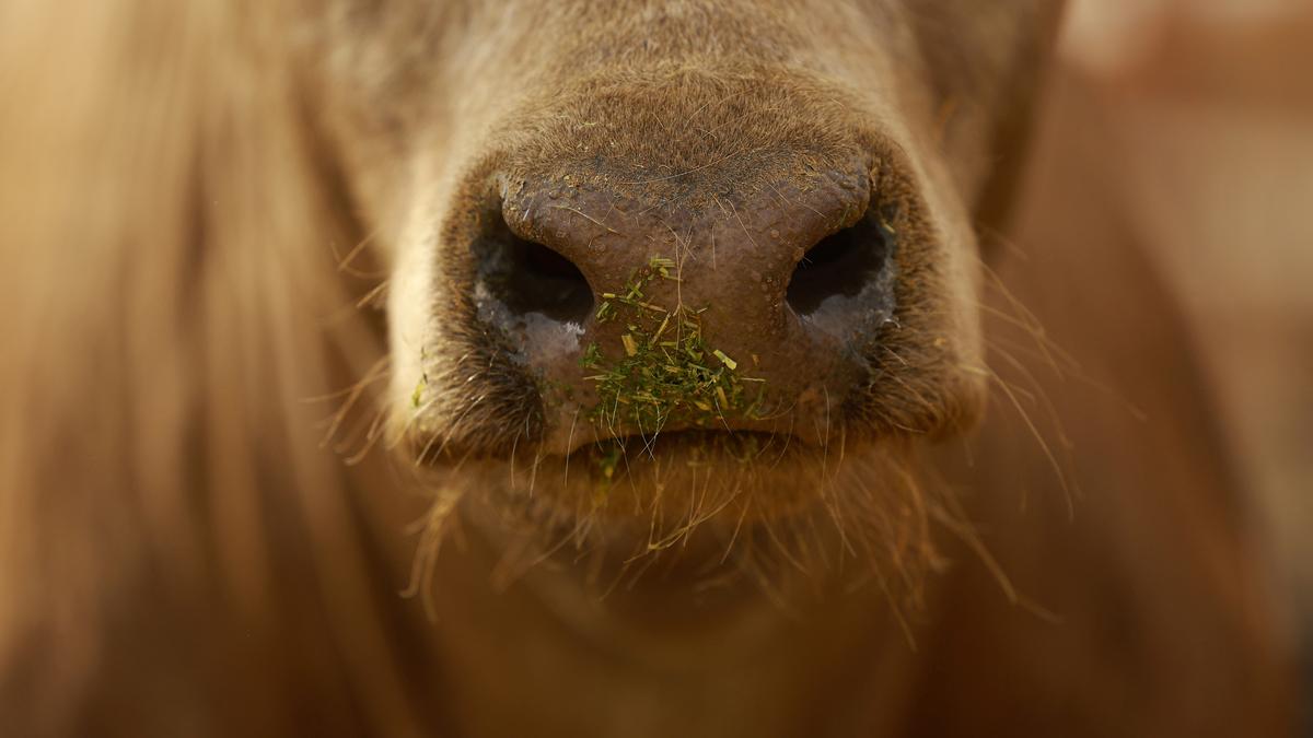 Eat grass-fed beef, help the planet? Research says not so simple