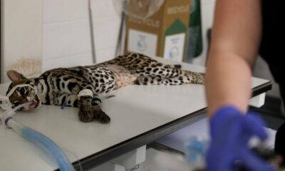 Fewer than 100 ocelots left in the US as the feline species face extinction