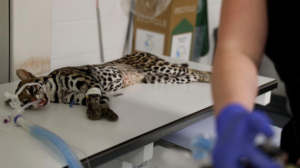 Fewer than 100 ocelots left in the US as the feline species face extinction