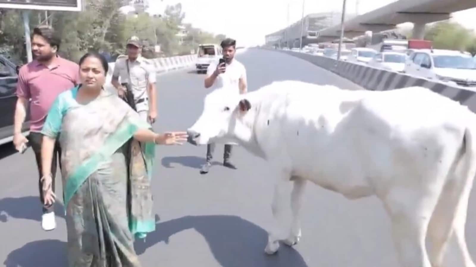 Find shelter for ‘gau mata’, no posters on metro pillars: Delhi CM Rekha Gupta | Mint