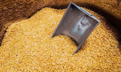 Govt imposes 10% duty on import of chana from 1 April | Mint