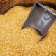 Govt imposes 10% duty on import of chana from 1 April | Mint