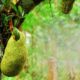 Health benefits of jackfruit