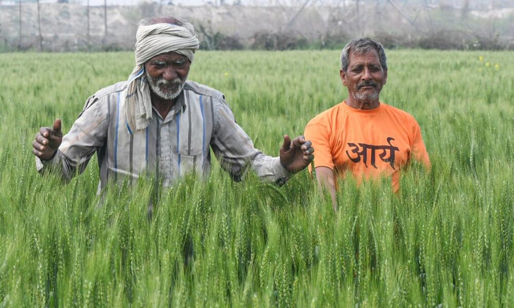How climate change affects India’s wheat production
