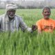 How climate change affects India’s wheat production