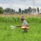 New, greener electrochemical process turns urine into plant fuel