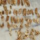Scientists date remains of ancient child resembling both humans, Neanderthals