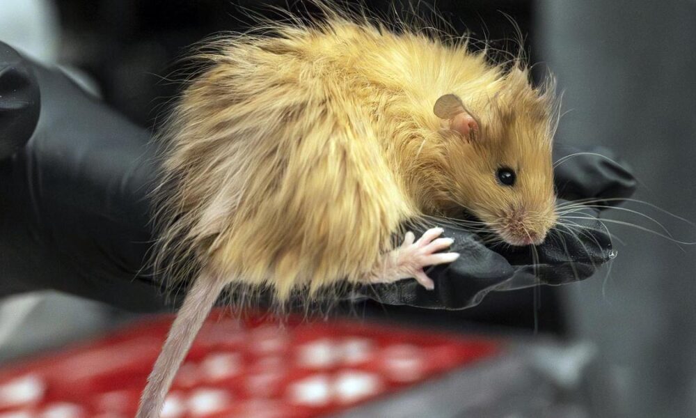 Scientists genetically engineer mice with thick hair like the extinct woolly mammoth
