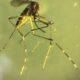 Treating chikungunya using HIV/AIDS drug efavirenz