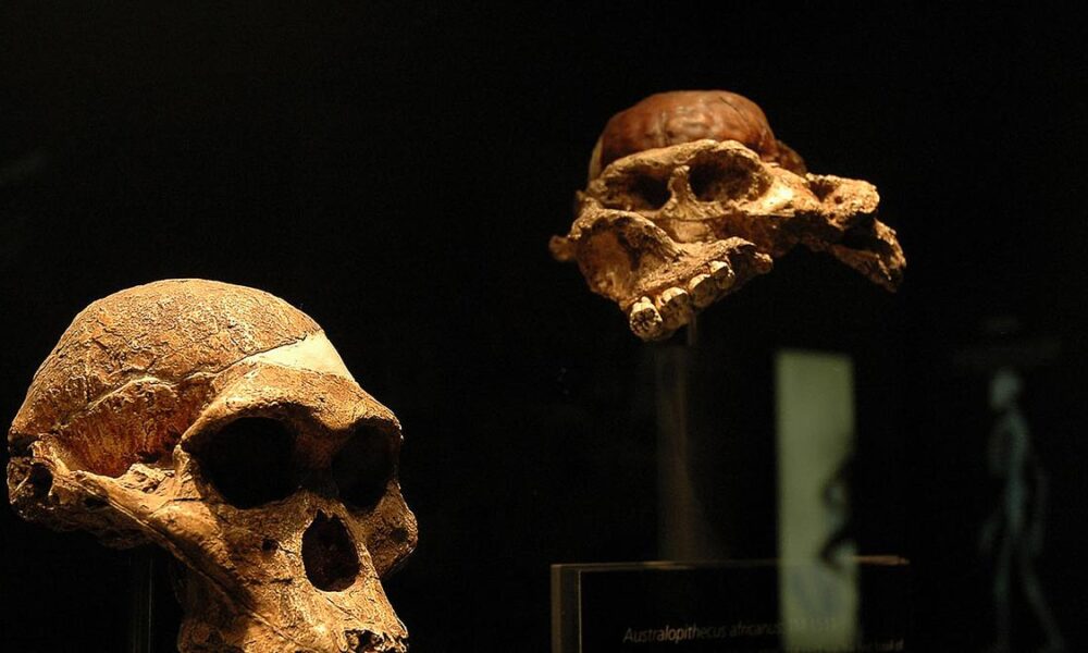 When did humans’ ancestors start to eat meat regularly?