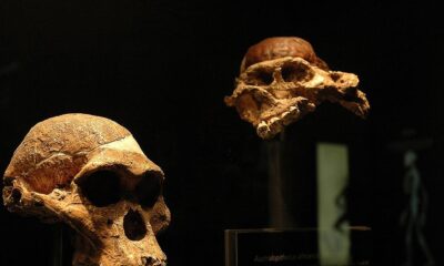 When did humans’ ancestors start to eat meat regularly?