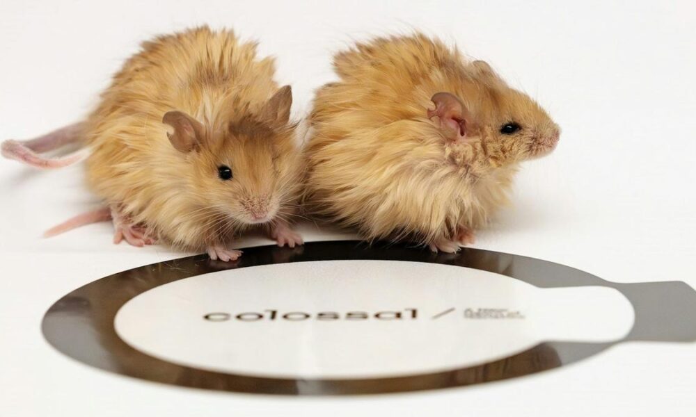 Why woolly mice won’t bring back mammoths or save endangered species