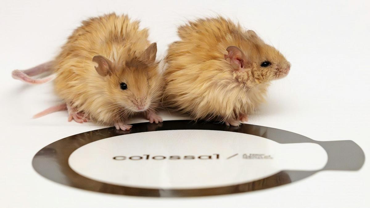 Why woolly mice won’t bring back mammoths or save endangered species