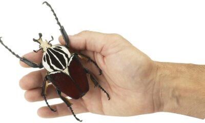 World’s largest insect, Africa’s giant Goliath beetle, faces extinction