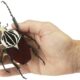 World’s largest insect, Africa’s giant Goliath beetle, faces extinction