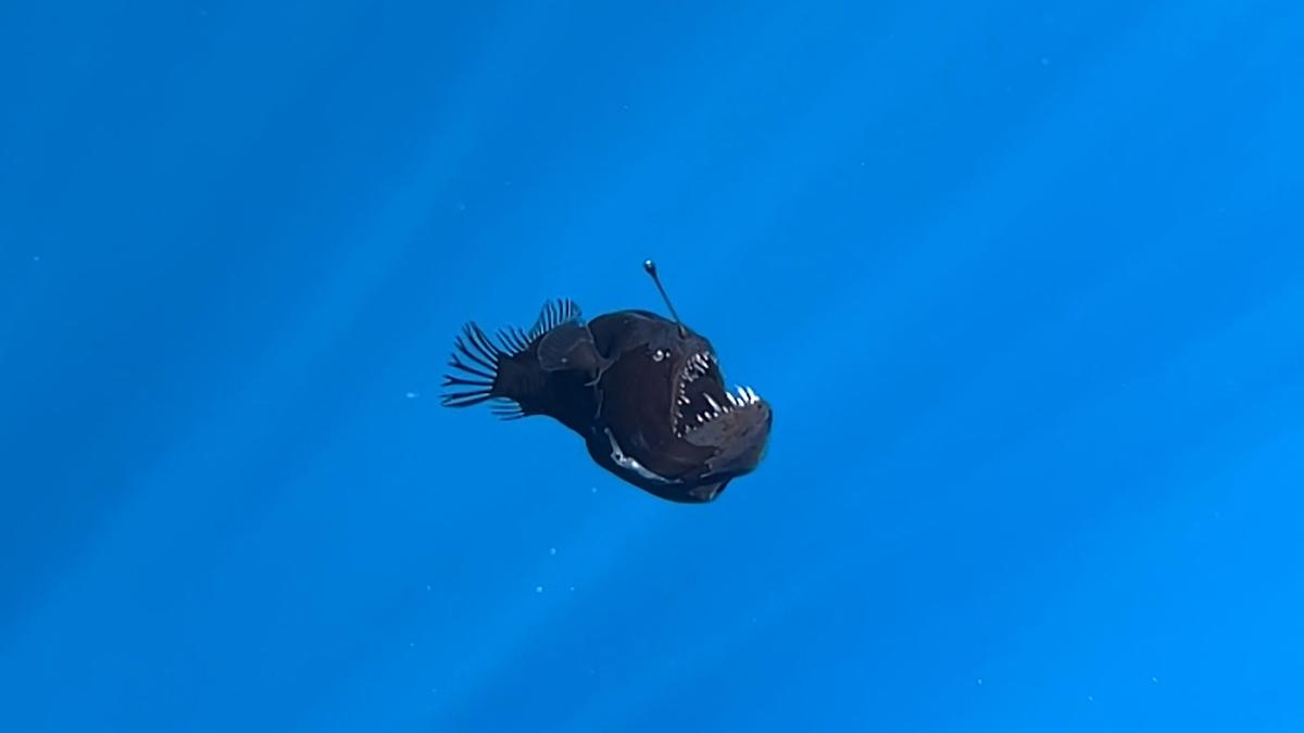 ‘Icarus of the deep’: how a dying anglerfish became a social media sensation