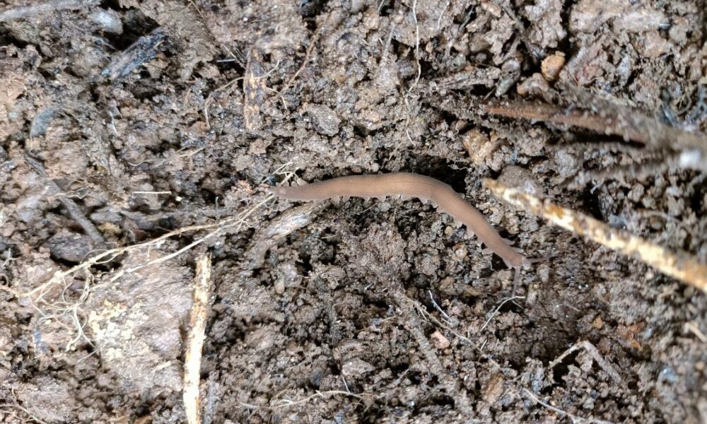 ATREE researchers rediscover long-lost species after 111 years