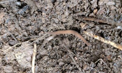 ATREE researchers rediscover long-lost species after 111 years