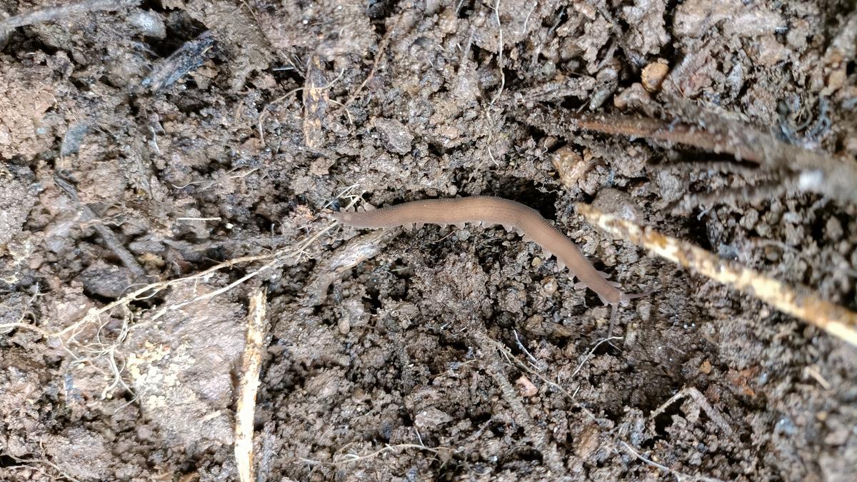 ATREE researchers rediscover long-lost species after 111 years