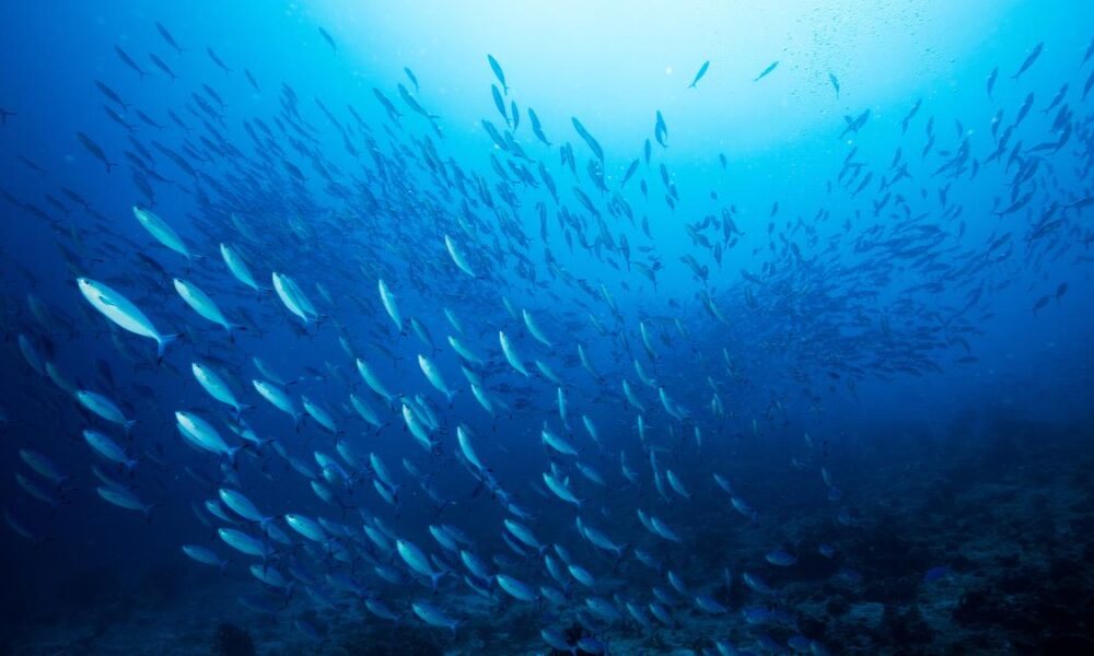 Aquaculture for feeding the world