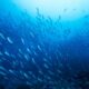 Aquaculture for feeding the world