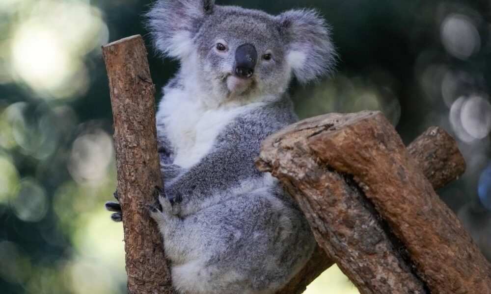 Australian State culls 700 starving koalas after bushfire, stoking controversy