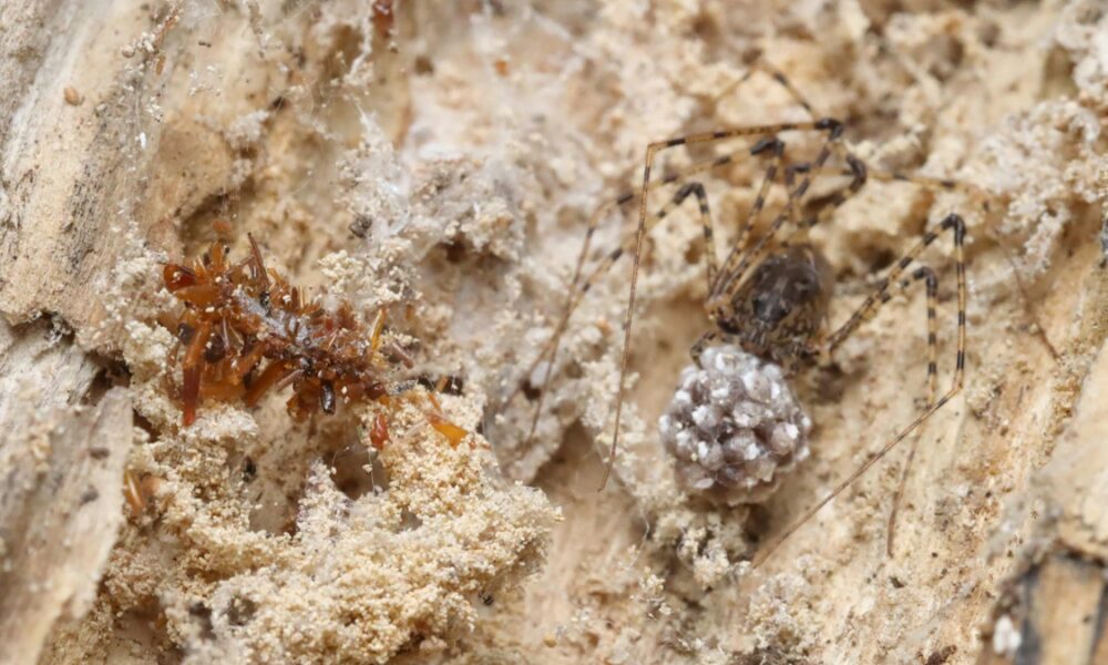 Bone collector: a macabre caterpillar