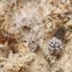 Bone collector: a macabre caterpillar