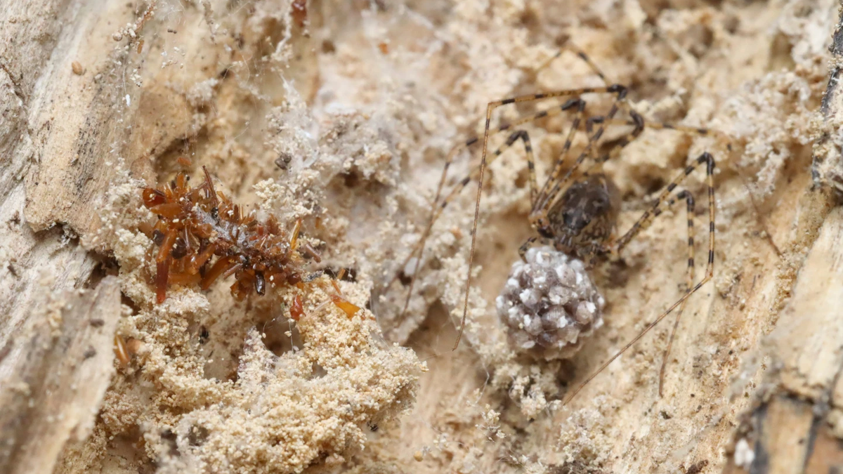 Bone collector: a macabre caterpillar