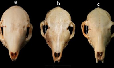 Centuries-old museum specimens unlock mysteries of South Asian treeshrews