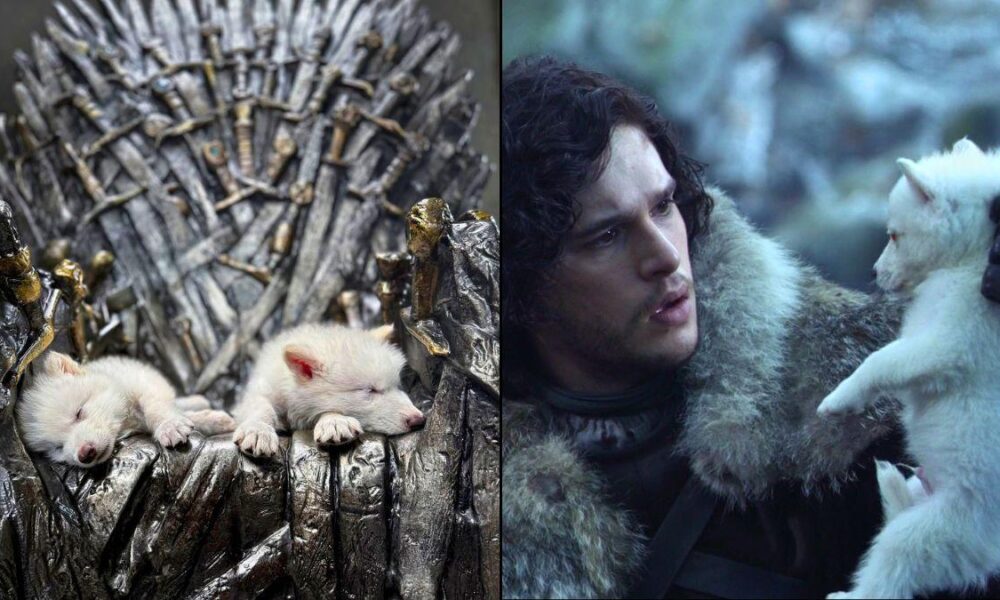 Colossal Biosciences revives the dire wolf from extinction with help from George R.R. Martin and Peter Jackson