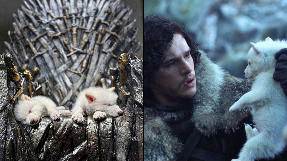 Colossal Biosciences revives the dire wolf from extinction with help from George R.R. Martin and Peter Jackson