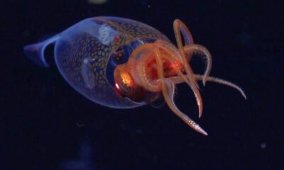 Colossal squid caught on camera for first time in deep sea
