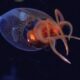 Colossal squid caught on camera for first time in deep sea