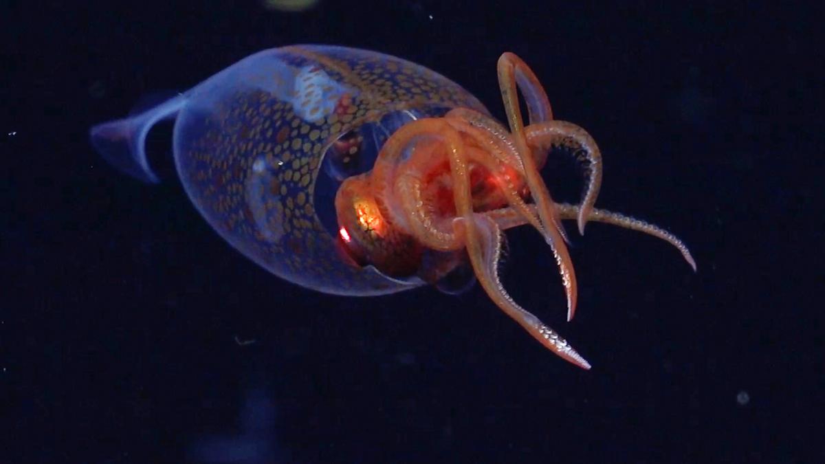 Colossal squid caught on camera for first time in deep sea