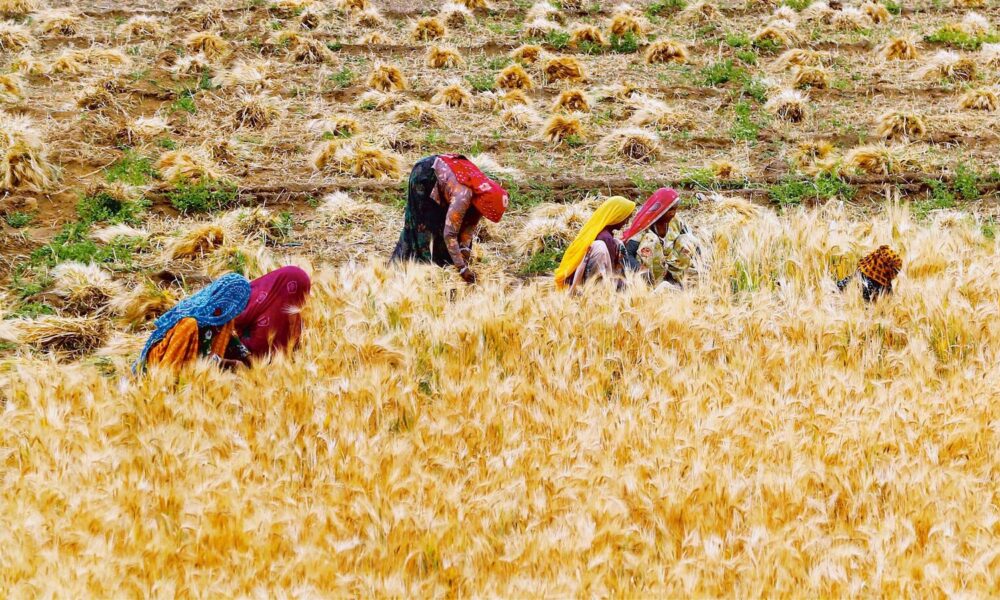 Govt’s wheat purchase crosses 3 million tonnes, led by Madhya Pradesh, Rajasthan and UP | Mint