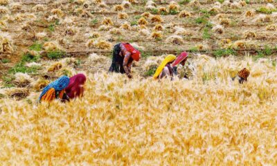 Govt’s wheat purchase crosses 3 million tonnes, led by Madhya Pradesh, Rajasthan and UP | Mint