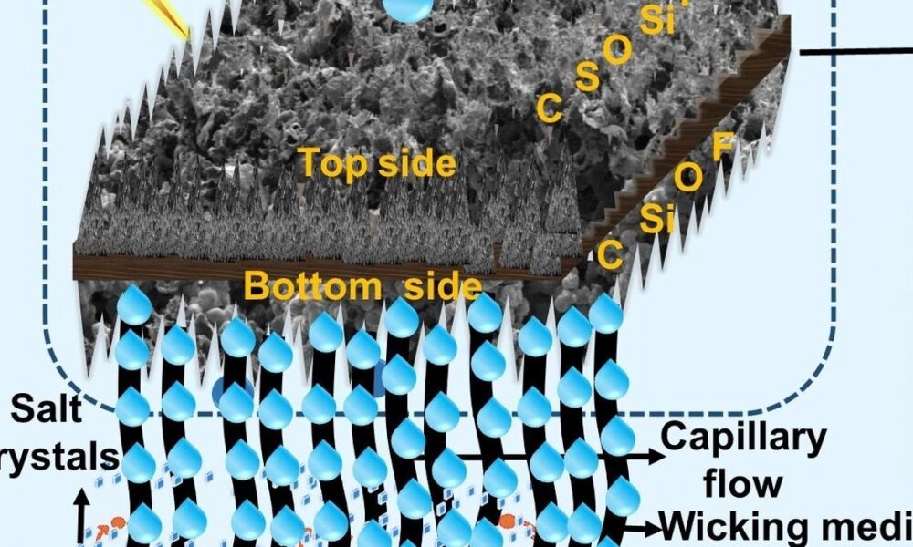 IIT Bombay scientists develop lotus leaf-like solar evaporators for salt water treatment  