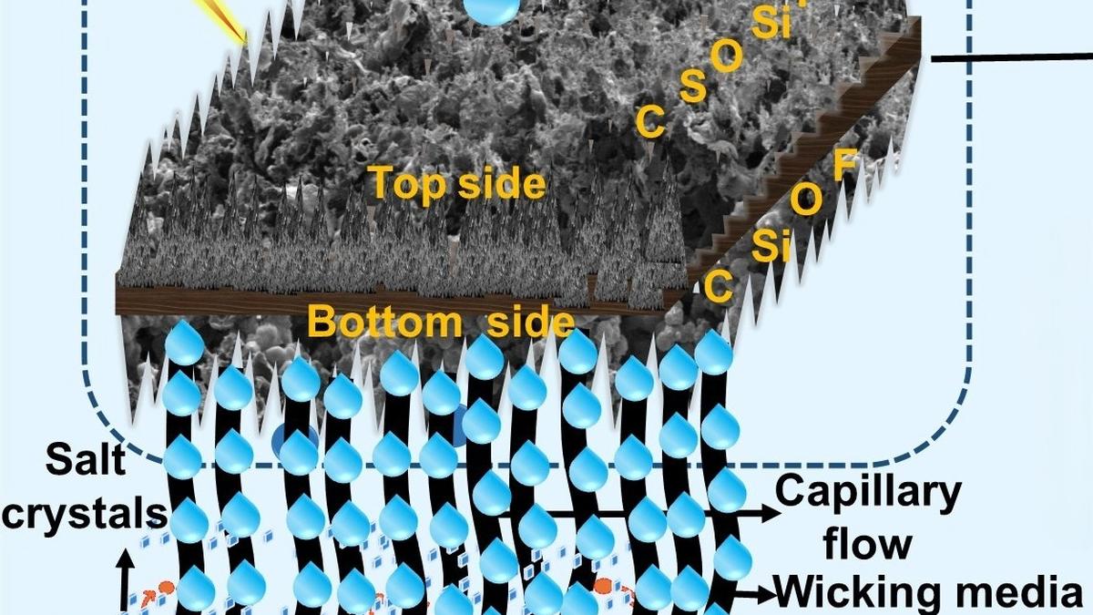 IIT Bombay scientists develop lotus leaf-like solar evaporators for salt water treatment  
