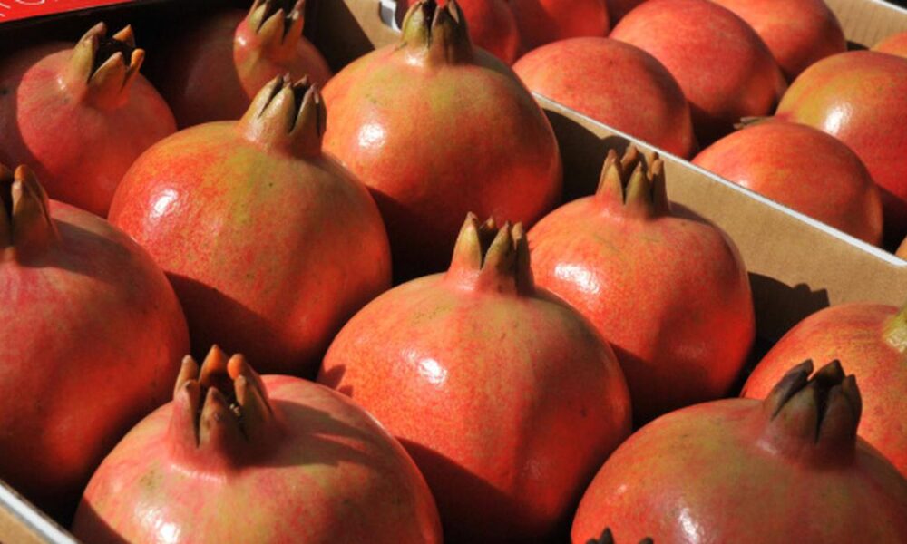 India exports first pomegranate consignment to U.S. via sea route