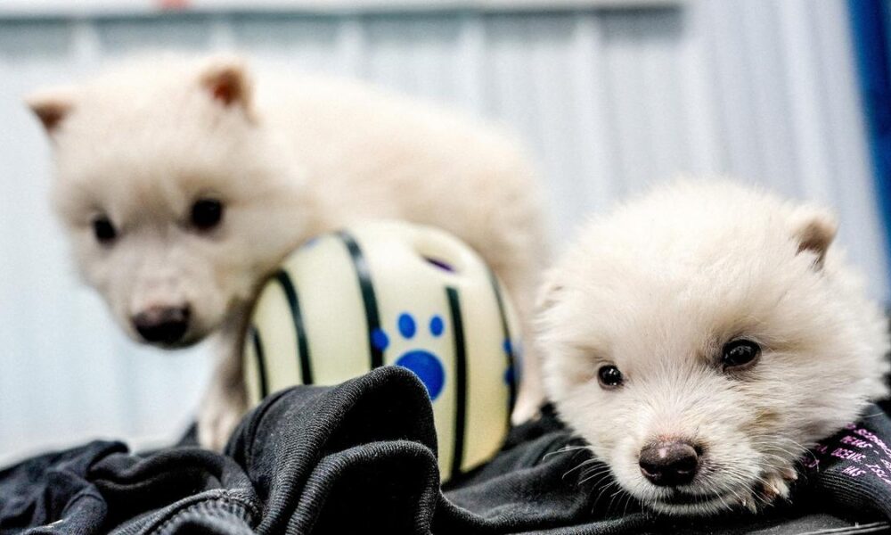 Is the once-extinct dire wolf back? | Explained